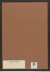 Diatomeae indet. Zeichnungen Sammlung Grunow Mappe 03287 (Herbarium_W_Grunow_drawings_Folder_03287)